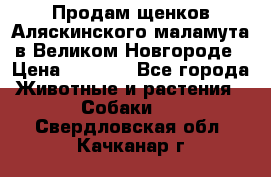 Продам щенков Аляскинского маламута в Великом Новгороде › Цена ­ 5 000 - Все города Животные и растения » Собаки   . Свердловская обл.,Качканар г.